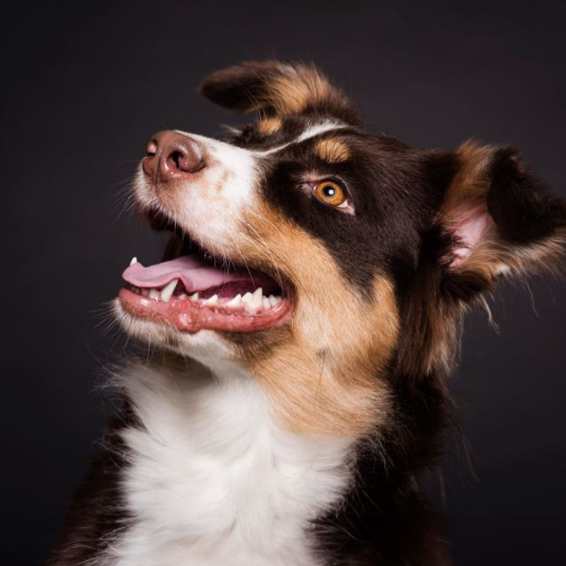 Benji con tizas pasteles Grabado