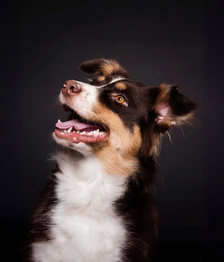 Benji con tiza pastel